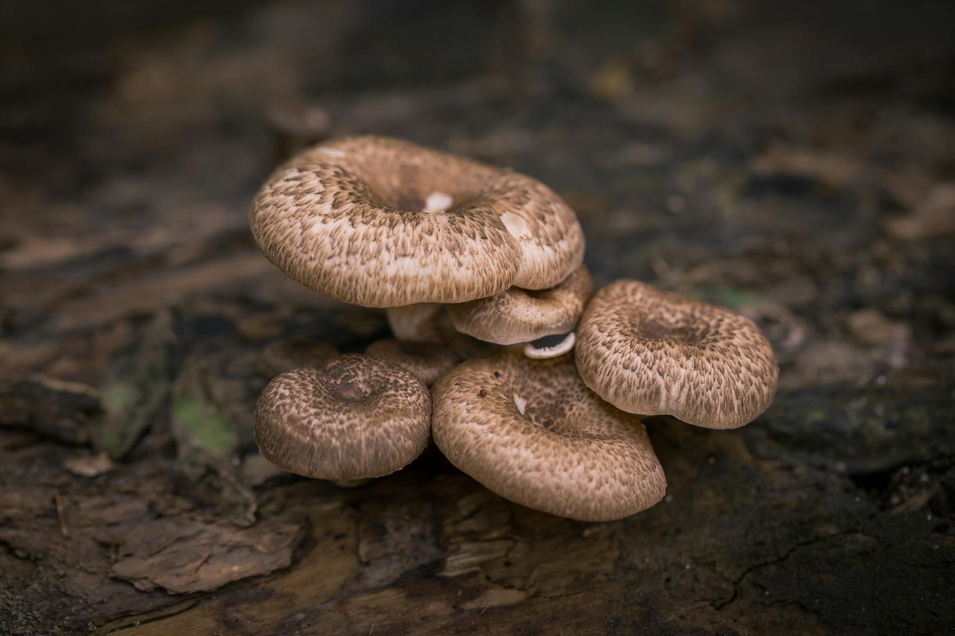 browm mushrooms